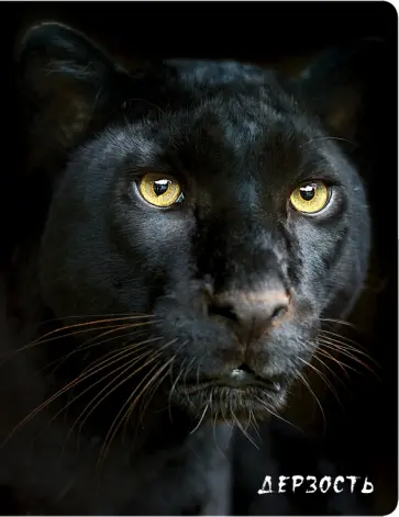 Блокнот "Дерзость", А5, линейка обложка книги