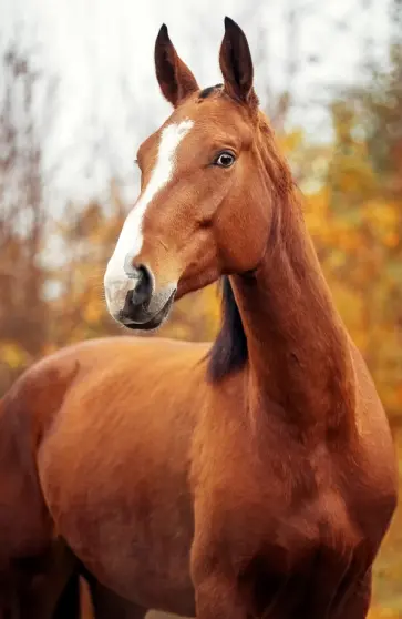 Блокнот "Удивленная лошадь" (нелинованный, 32 листа, А5) обложка книги