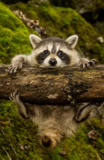 Блокнот "Енот", А5, нелинованный обложка книги