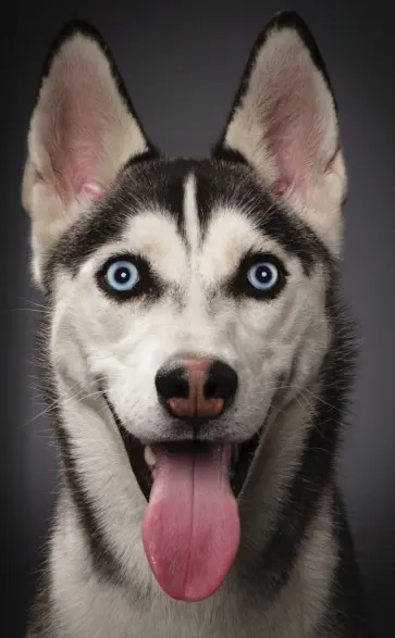 Блокнот "Хаски" (нелинованный, 32 листа, А5) обложка книги