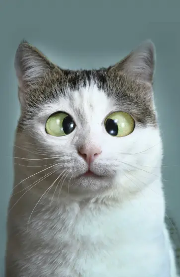 Блокнот "Кот-трудоголик" (нелинованный, 32 листа, А5) обложка книги