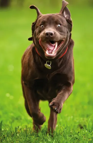 Блокнот "Счастливый лабрадор" (нелинованный, 32 листа, А5) обложка книги