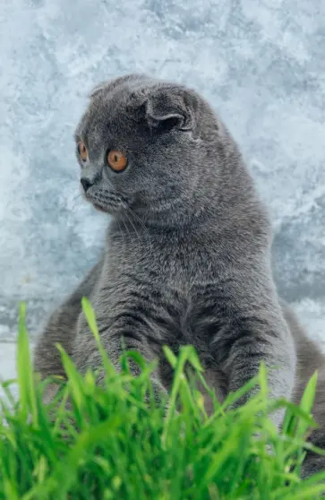 Блокноты "Shocked Cat" (нелинованный, 32 листа, А5) обложка книги