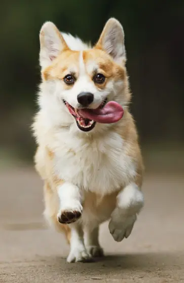 Блокнот "Улыбчивый корги", А5, нелинованный обложка книги