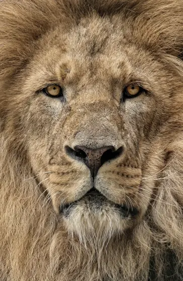 Блокнот "Лев" (нелинованный, 32 листа, А5) обложка книги