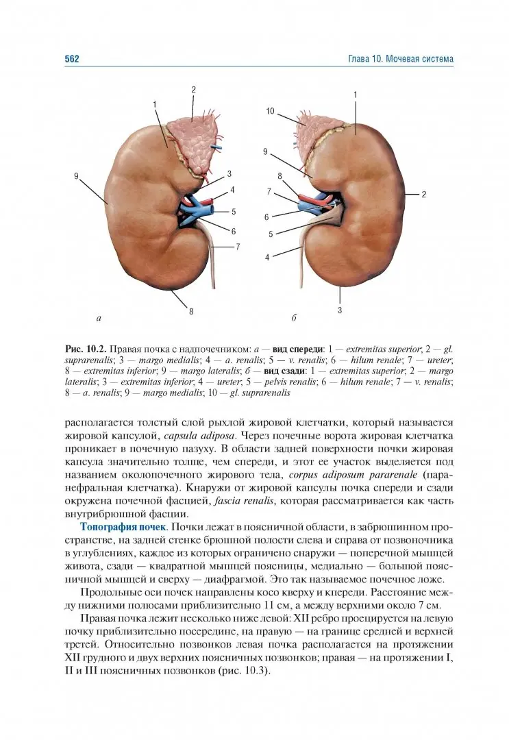 Уплотнения в почках что это. Причины цилиндрурии. Уплотнение синусов почек. Уплотнения в почках что это. Уплотнения в почках что это.