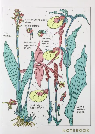 Тетрадь 30 листов, А4, клетка, кремовые страницы, Orchid (1100082) Тетрадь 30 листов, А4, клетка, кремовые страницы, Orchid (1100082) обложка книги