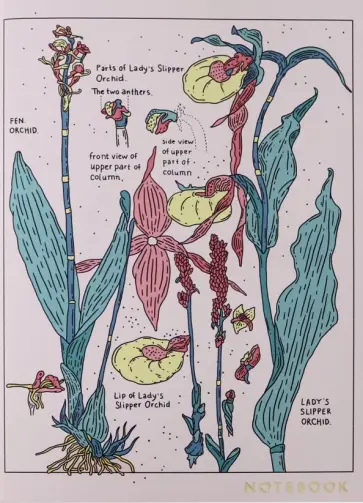 Тетрадь 30 листов, клетка, кремовые страницы, Orchid (1100083) Тетрадь 30 листов, клетка, кремовые страницы, Orchid (1100083) обложка книги