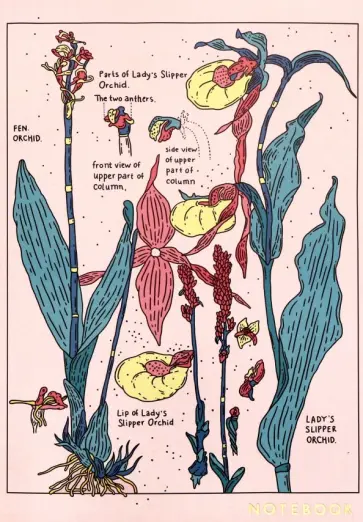 Тетрадь "Orchid" (24 листов, А5, в точку, кремовые страницы) (1100488) Тетрадь "Orchid" (24 листов, А5, в точку, кремовые страницы) (1100488) обложка книги