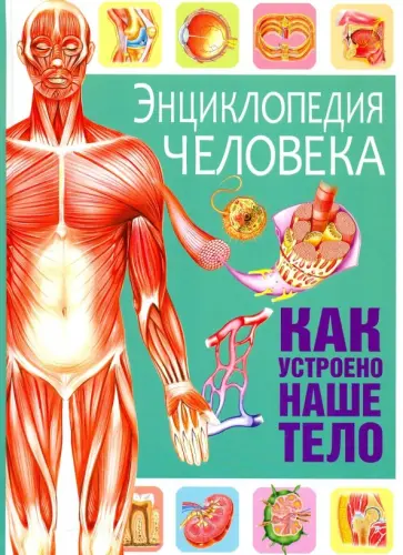 Энциклопедия человека. Как устроено наше тело обложка книги