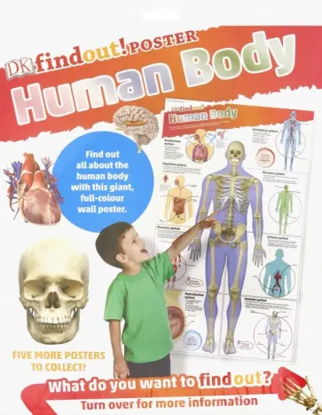 DKfindout! Human Body Poster DKfindout! Human Body Poster обложка книги