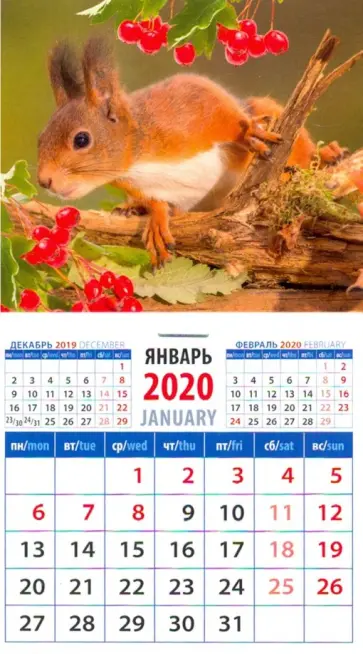 Календарь 2020 "Забавная белка" (20017) обложка книги
