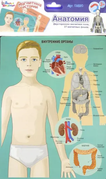 Магнитные истории. Анатомия (03820) обложка книги
