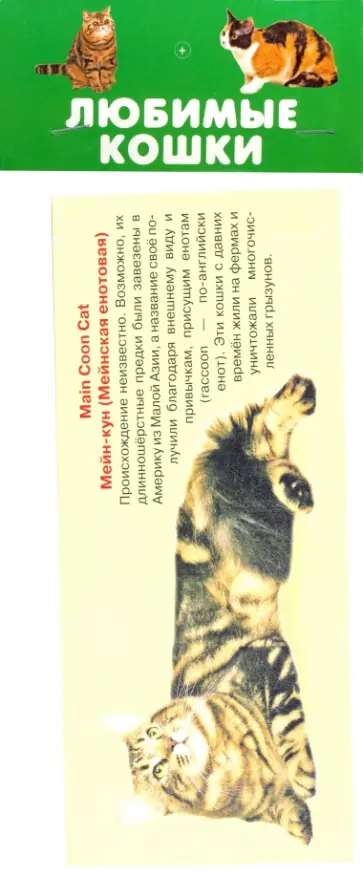 Любимые кошки. 25 карточек обложка книги