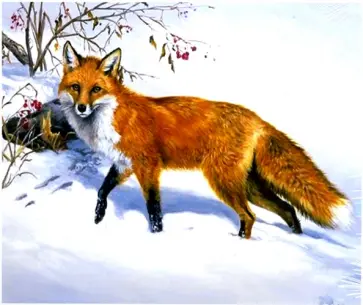 Картина номерам 30х40 см "ЛИСА" (M-11162) обложка книги