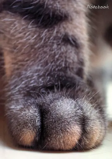 Книга для записей (80 листов, А6+), Пушистые лапы, интегральный (ЕТИ680310) обложка книги