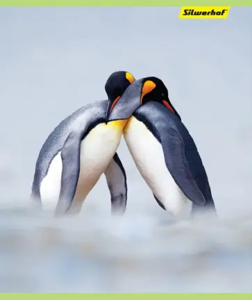 Тетрадь 48 листов, Природа, 4 вида (812024-55) обложка книги