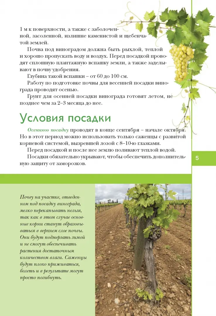 Правильный полив для здоровья лозы