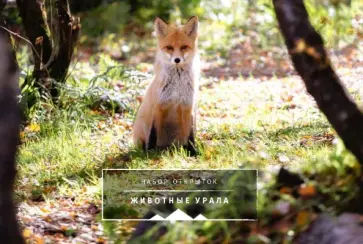 Животные Урала. Комплект открыток обложка книги