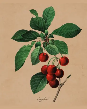 Тетрадь общая "Любимые ягоды", А5, 48 листов, клетка, в ассортименте (ТКК2Л487246) обложка книги