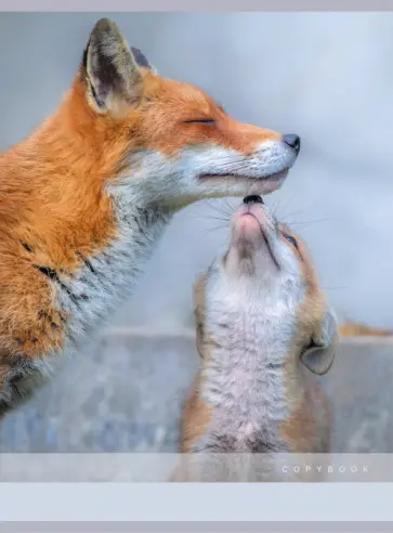 Тетрадь для конспектов "Лисьи нежности", А4, 80 листов, клетка (Т4804743) обложка книги