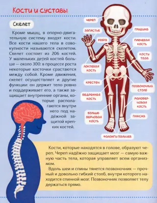 Список членов Людей Икс — Википедия