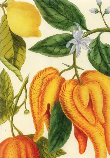 Блокнот Botanical Art. Johann Wilhelm Weinmann, 24 листа, линейка, А5 Блокнот Botanical Art. Johann Wilhelm Weinmann, 24 листа, линейка, А5 обложка книги