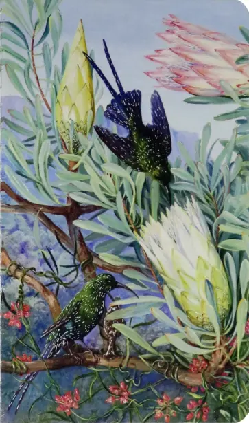 Блокнот Kew Gardens' Marianne North Mini Notebook, А6, линейка + нелинованный, в ассортименте обложка книги