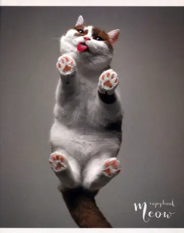 Тетрадь Пушистые лапки, 96 листов, клетка, А5, в ассортименте обложка книги