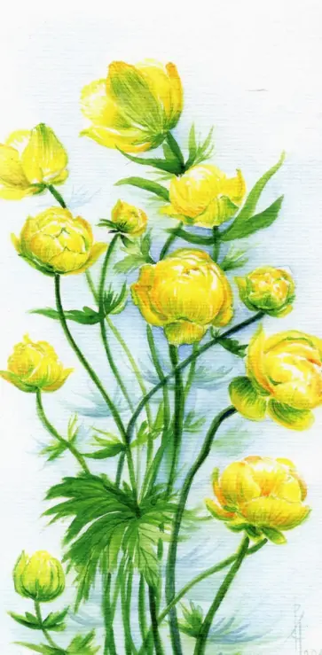 Конверт для денег № 42. Цветы обложка книги