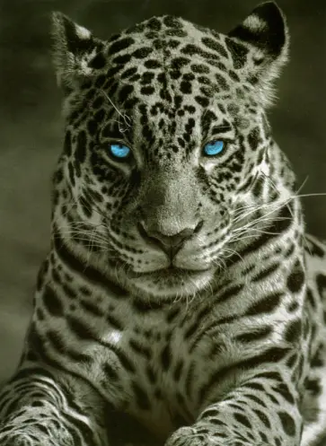 Раскрашивание по номерам Король ночи обложка книги