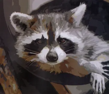 Раскраска по номерам Енотик обложка книги