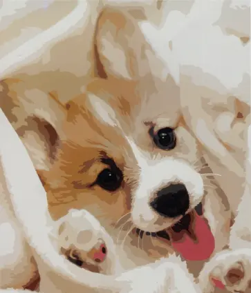 Раскраска по номерам Милый корги обложка книги