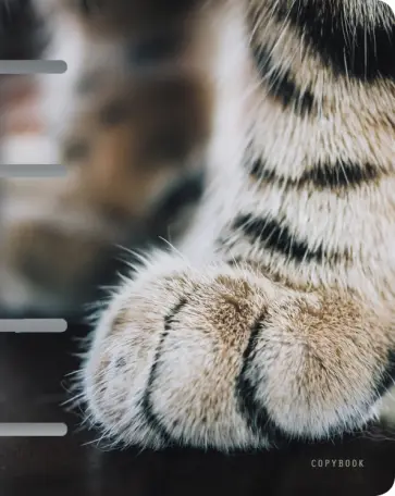 Тетрадь на кольцах Мягкие лапки, А5, 80 листов, клетка Тетрадь на кольцах Мягкие лапки, А5, 80 листов, клетка обложка книги