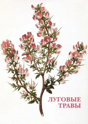 Набор открыток. Луговые травы Набор открыток. Луговые травы обложка книги