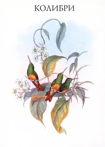 Набор открыток. Колибри. Выпуск 1 Набор открыток. Колибри. Выпуск 1 обложка книги