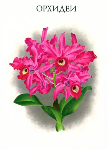 Набор открыток. Орхидеи. Выпуск 1 Набор открыток. Орхидеи. Выпуск 1 обложка книги