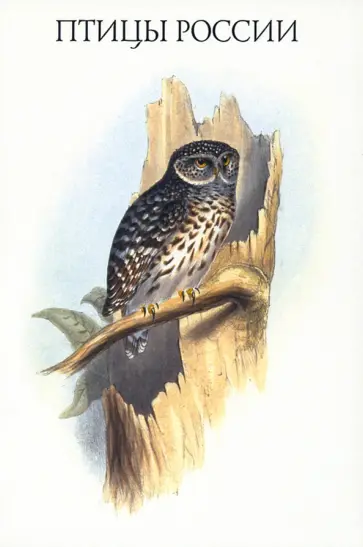Набор открыток. Птицы России. Выпуск 2 Набор открыток. Птицы России. Выпуск 2 обложка книги