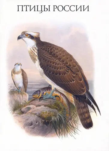 Набор открыток. Птицы России. Выпуск 3 Набор открыток. Птицы России. Выпуск 3 обложка книги