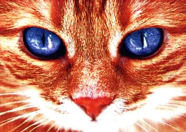 Алмазная мозаика Яркий взгляд обложка книги