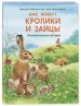 Миниатюра 2