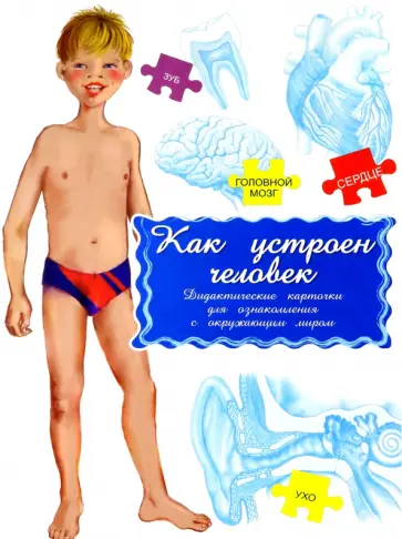 Дидактические карточки Как устроен человек? Дидактические карточки Как устроен человек? обложка книги