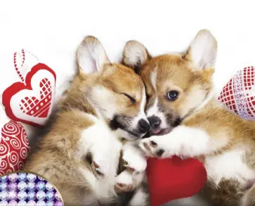 Алмазная мозаика с частичным заполнением Малыши корги обложка книги