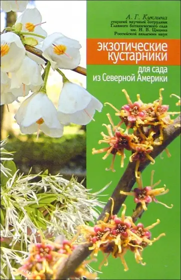 Алла Куклина - Экзотические кустарники для сада из Северной Америки Алла Куклина - Экзотические кустарники для сада из Северной Америки обложка книги
