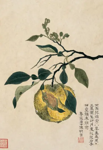 Блокнот Желтый плод обложка книги