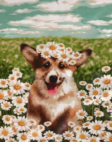 Рисование по номерам Корги в ромашках обложка книги