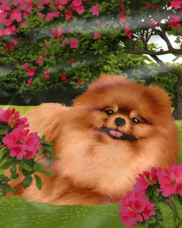 Рисование по номерам Шпиц обложка книги