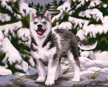 Рисование по номерам Хаски на прогулке обложка книги