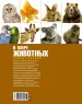 Миниатюра 3