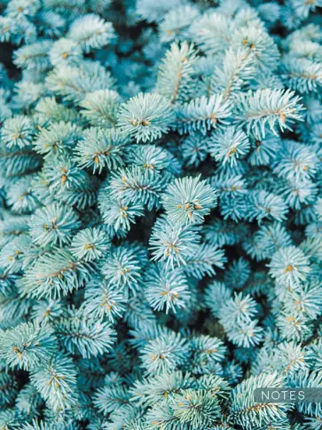 Книга для записей Ель, А6, 64 листа, клетка обложка книги